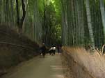 Path of Bamboo Forest