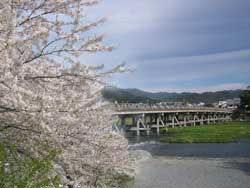 渡月橋桜風景